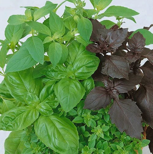 Corsican Basil Seeds - Herbal Plant