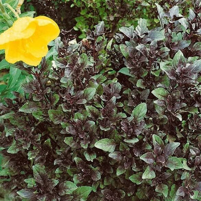 Corsican Basil Seeds - Herbal Plant
