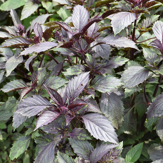 Corsican Basil Seeds - Herbal Plant