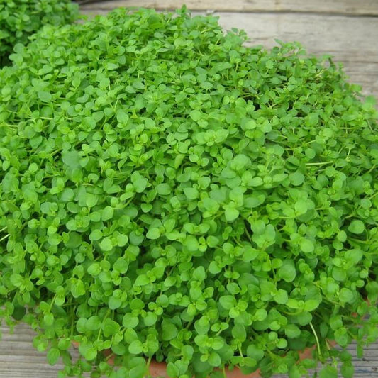 Corsican Mini Mint Seeds - Herbal Plant