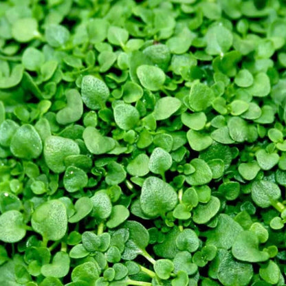 Corsican Mini Mint Seeds - Herbal Plant