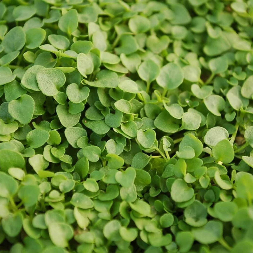 Corsican Mini Mint Seeds - Herbal Plant