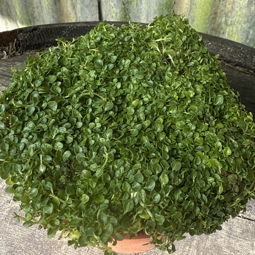 Corsican Mini Mint Seeds - Herbal Plant