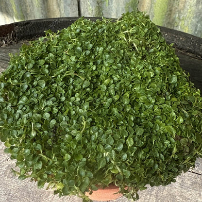 Corsican Mini Mint Seeds - Herbal Plant
