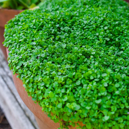 Corsican Mint Seeds - Herbal Plant