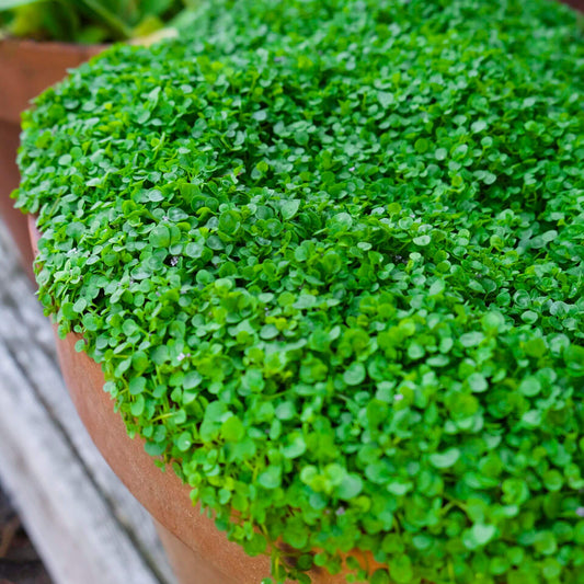 Corsican Mint Seeds - Herbal Plant