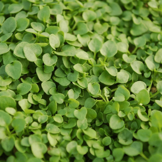 Corsican Mint Seeds - Herbal Plant
