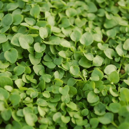 Corsican Mint Seeds - Herbal Plant