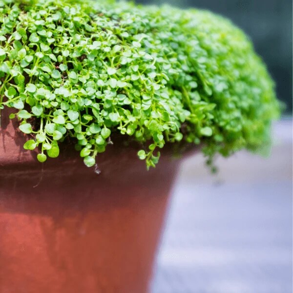 Corsican Mint Seeds 