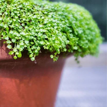 Corsican Mint Seeds 