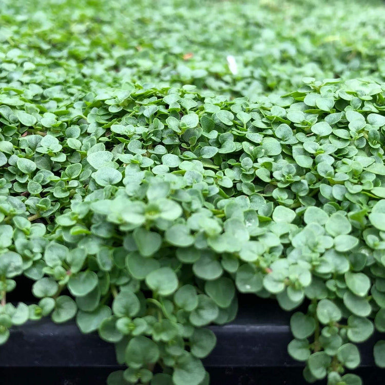 Corsican Mint Seeds 