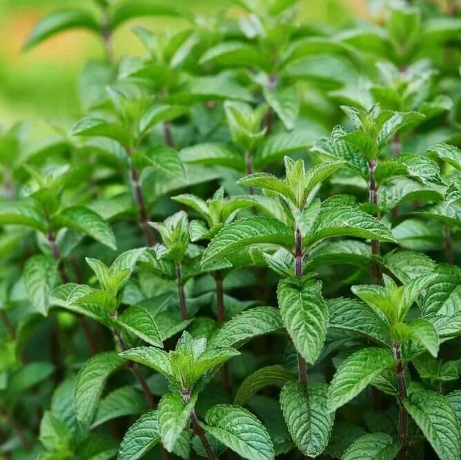 Corsican Mint Seeds for Planting