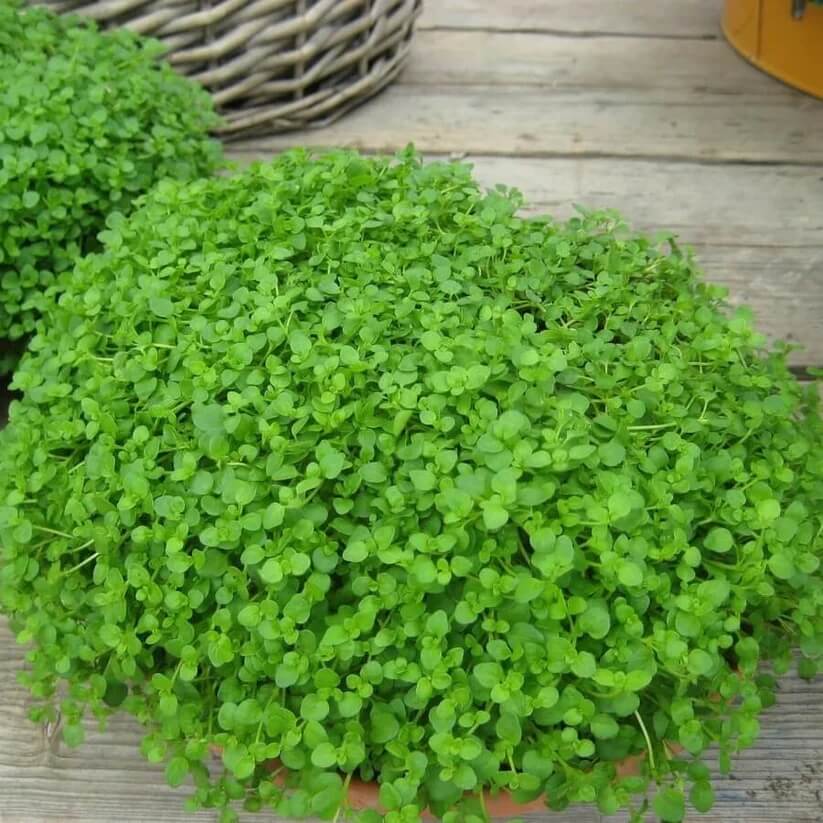 Corsican Mint Seeds for Planting
