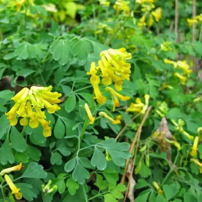 Corydalis Lutea  Seeds