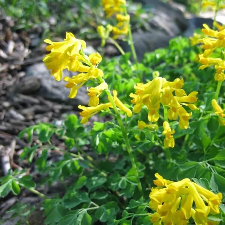 Corydalis Lutea  Seeds