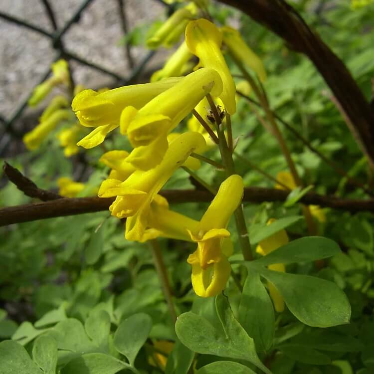 Corydalis Lutea  Seeds