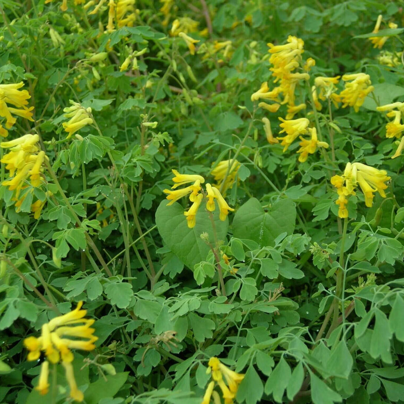 Corydalis Lutea  Seeds