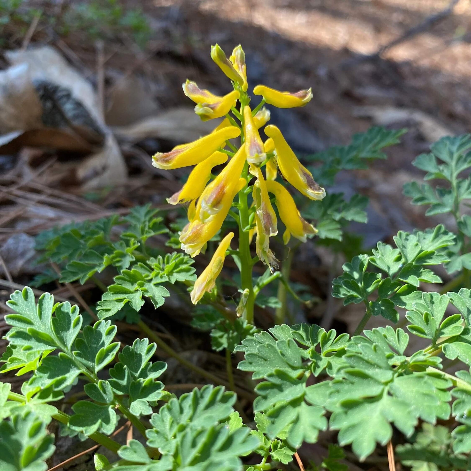 Corydalis Seeds - Flower Plant for Home Gardens