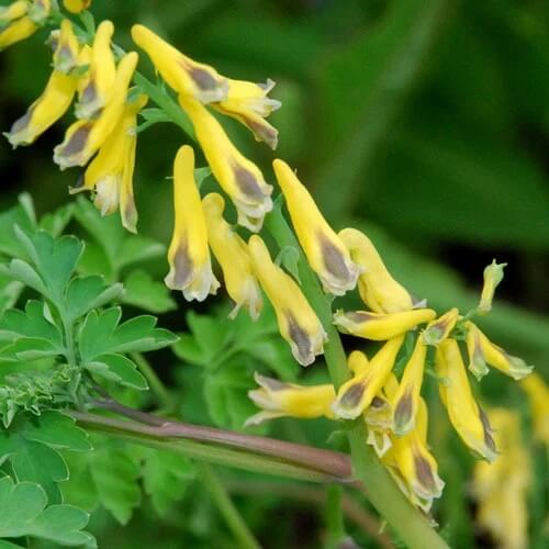 Corydalis Seeds - Flower Plant for Home Gardens