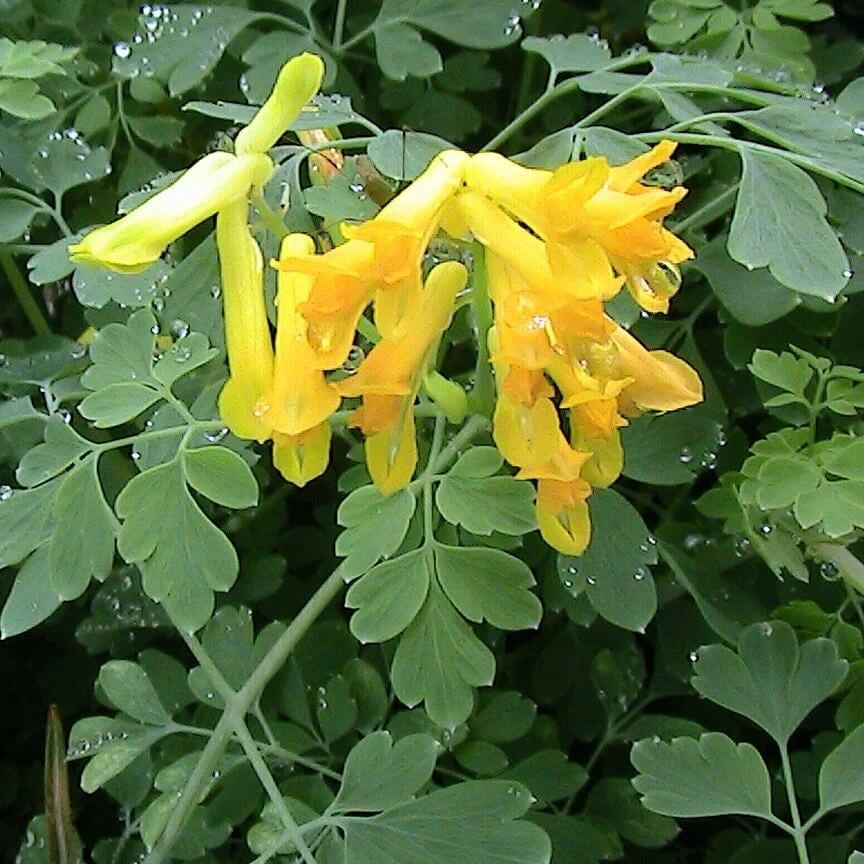 Corydalis Seeds - Flower Plant for Home Gardens