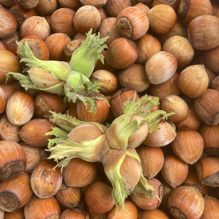 Corylus Avellana Hazelnut Seeds 