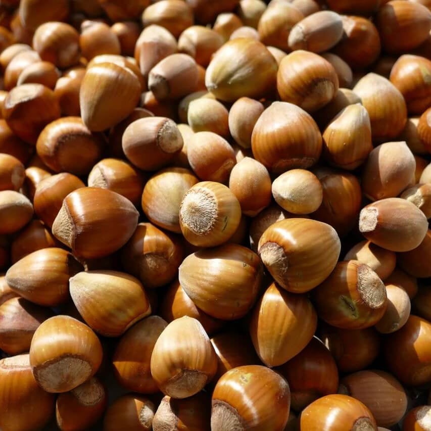 Corylus Avellana Hazelnut Seeds 