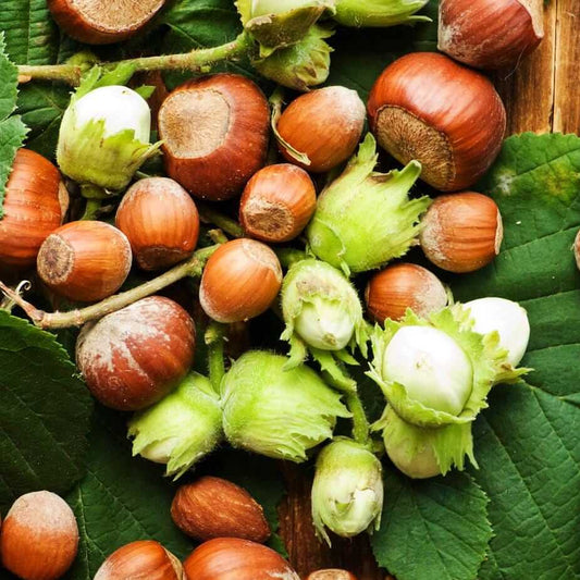 Corylus Avellana Hazelnut Seeds 