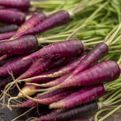 Cosmic Purple Carrot Seeds - Vegetable Plant