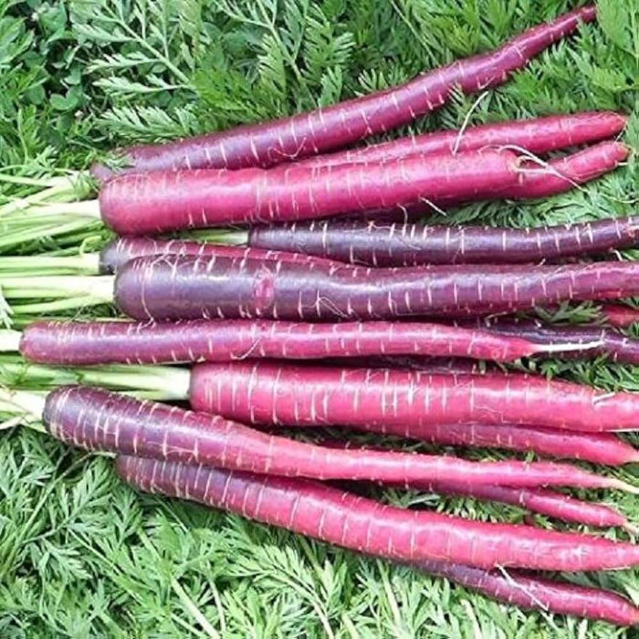 Cosmic Purple Carrot Seeds - Vegetable Plant