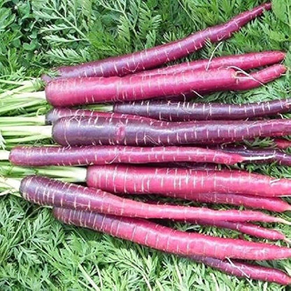 Cosmic Purple Carrot Seeds - Vegetable Plant