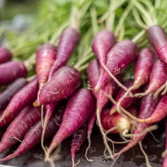 Cosmic Purple Carrot Seeds - Vegetable Plant