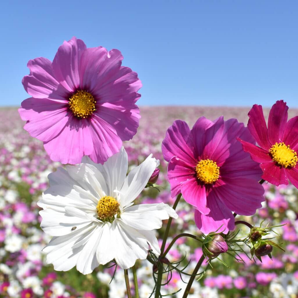 Cosmos Bipinnatus Seeds - Flower Plant