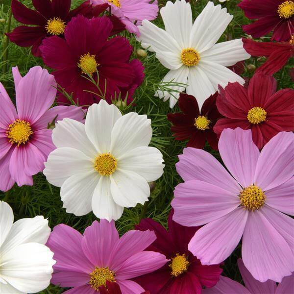 Cosmos Bipinnatus Seeds - Flower Plant
