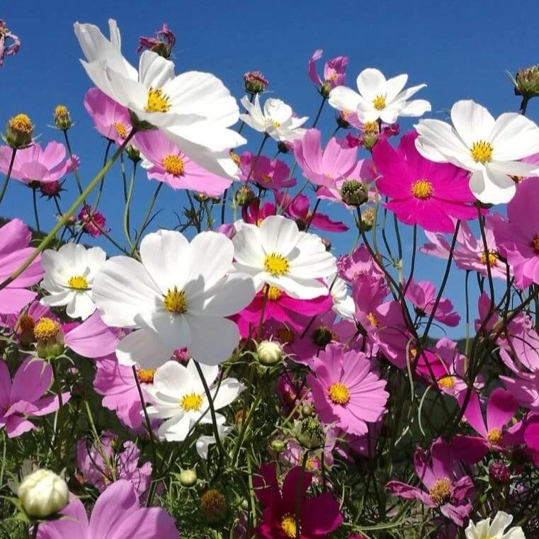 Cosmos Bipinnatus Seeds - Flower Plant