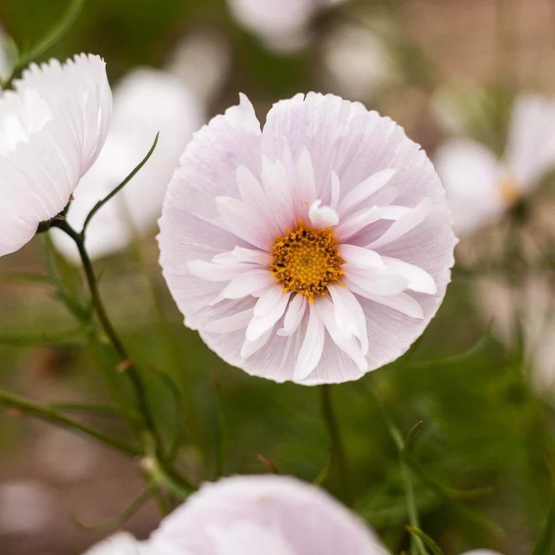  Cosmos Cupcake Seeds - Heirloom Flower Plant for Home Gardens