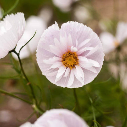  Cosmos Cupcake Seeds - Heirloom Flower Plant for Home Gardens
