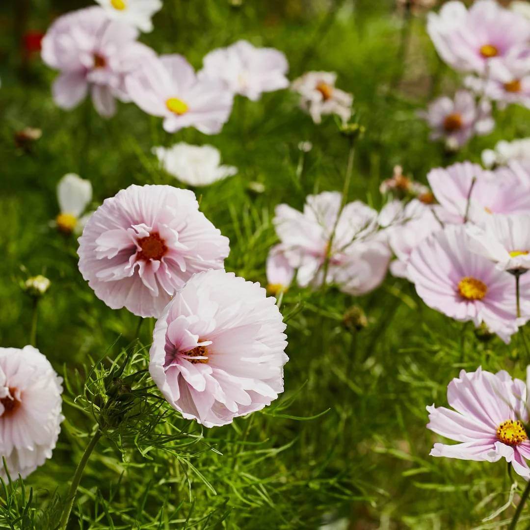  Cosmos Cupcake Seeds - Heirloom Flower Plant for Home Gardens