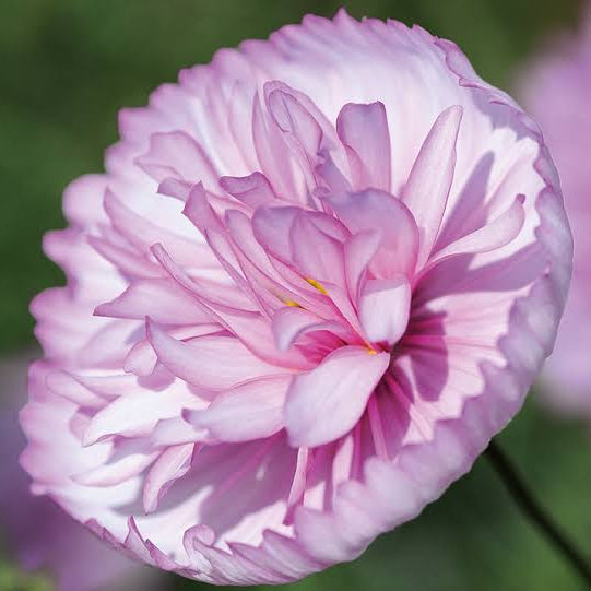  Cosmos Cupcake Seeds - Heirloom Flower Plant for Home Gardens