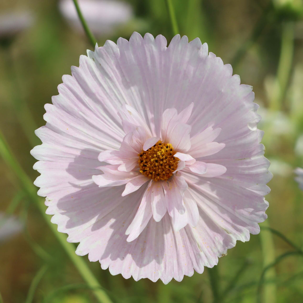  Cosmos Cupcake Seeds - Heirloom Flower Plant for Home Gardens