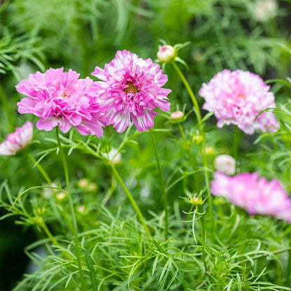 Cosmos Double Click Seeds - Heirloom Flower Plant for Home Gardens