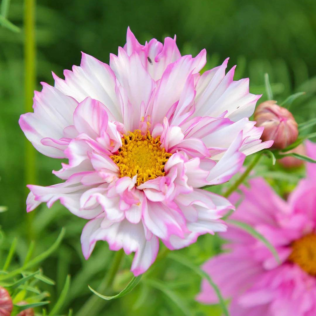 Cosmos Double Click Seeds - Heirloom Flower Plant for Home Gardens