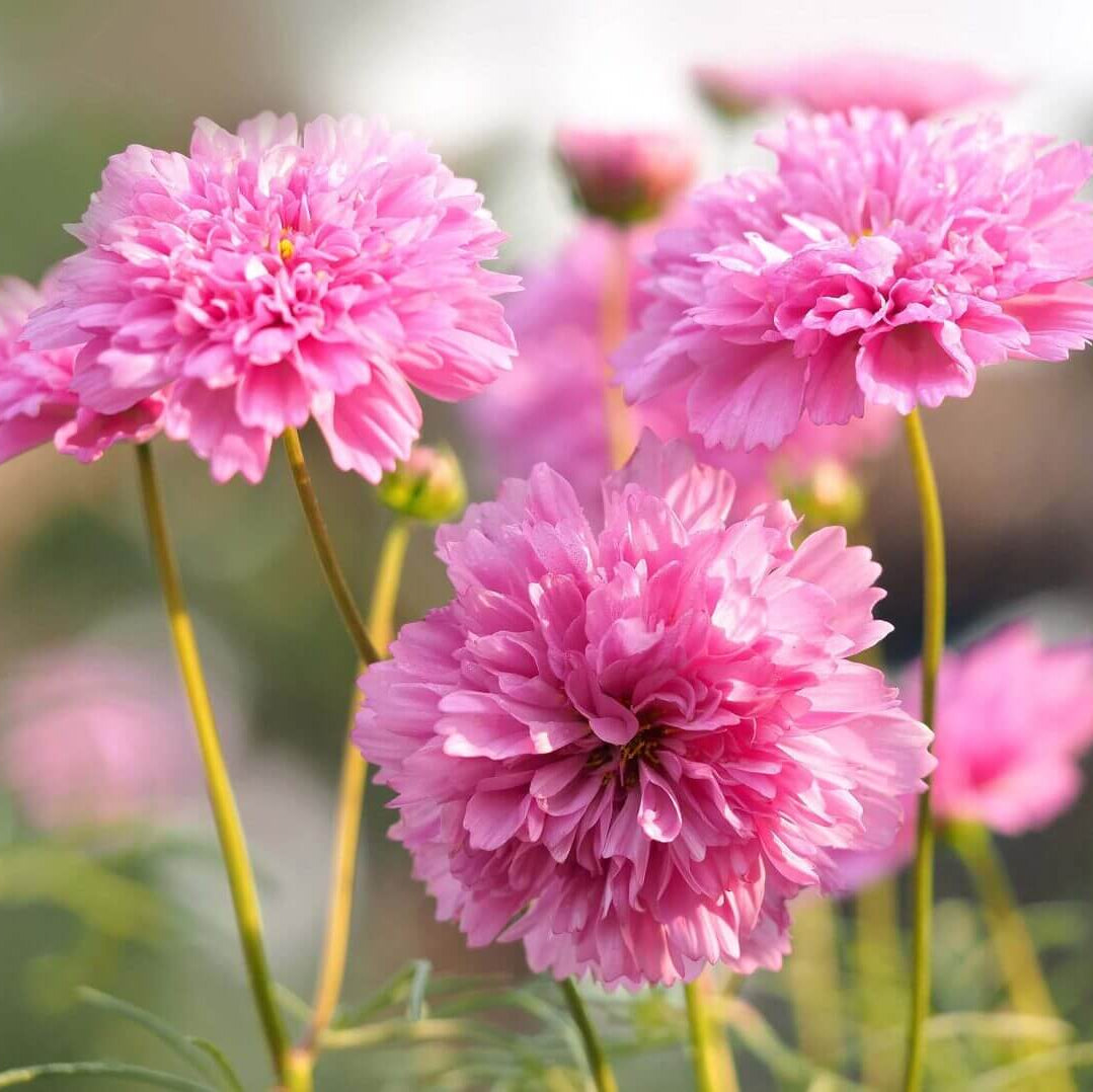 Cosmos Double Click Seeds - Heirloom Flower Plant for Home Gardens
