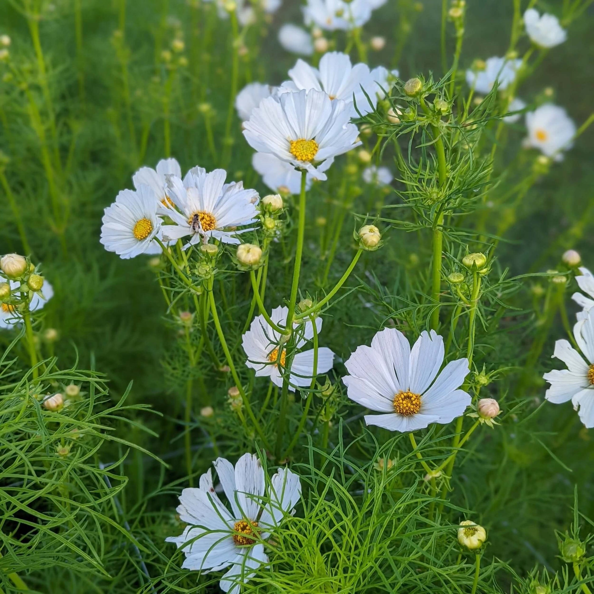 Cosmos Seeds