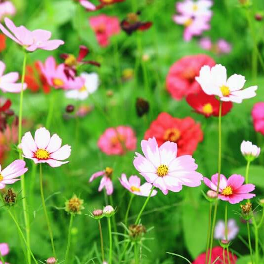 Cosmos Seeds