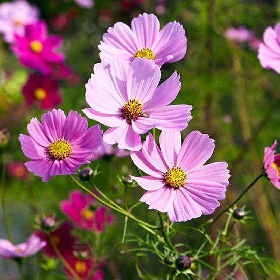 Cosmos Seeds