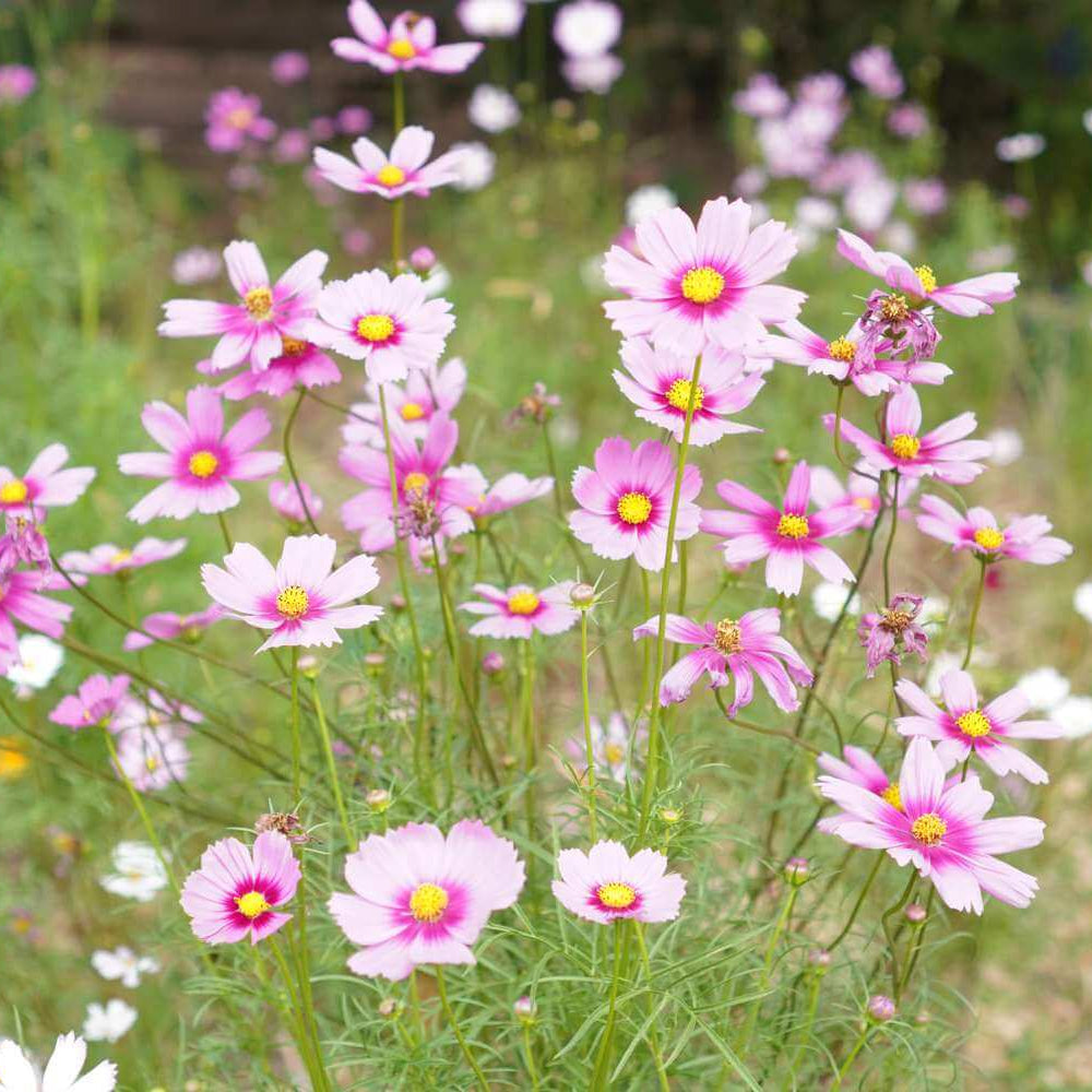 Cosmos Seeds
