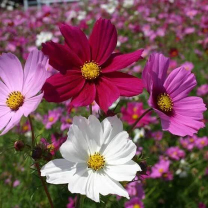 Cosmos Seeds - Flower Plant