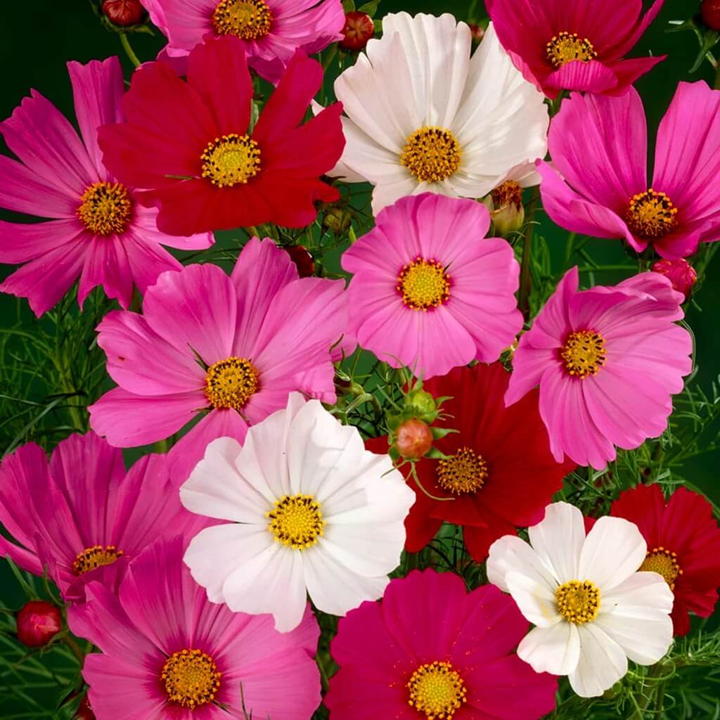 Cosmos Seeds - Flower Plant