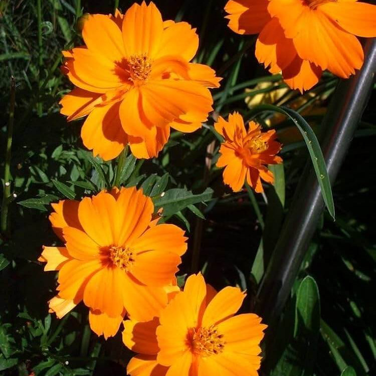 Cosmos sulphureus seeds - Flower Plant