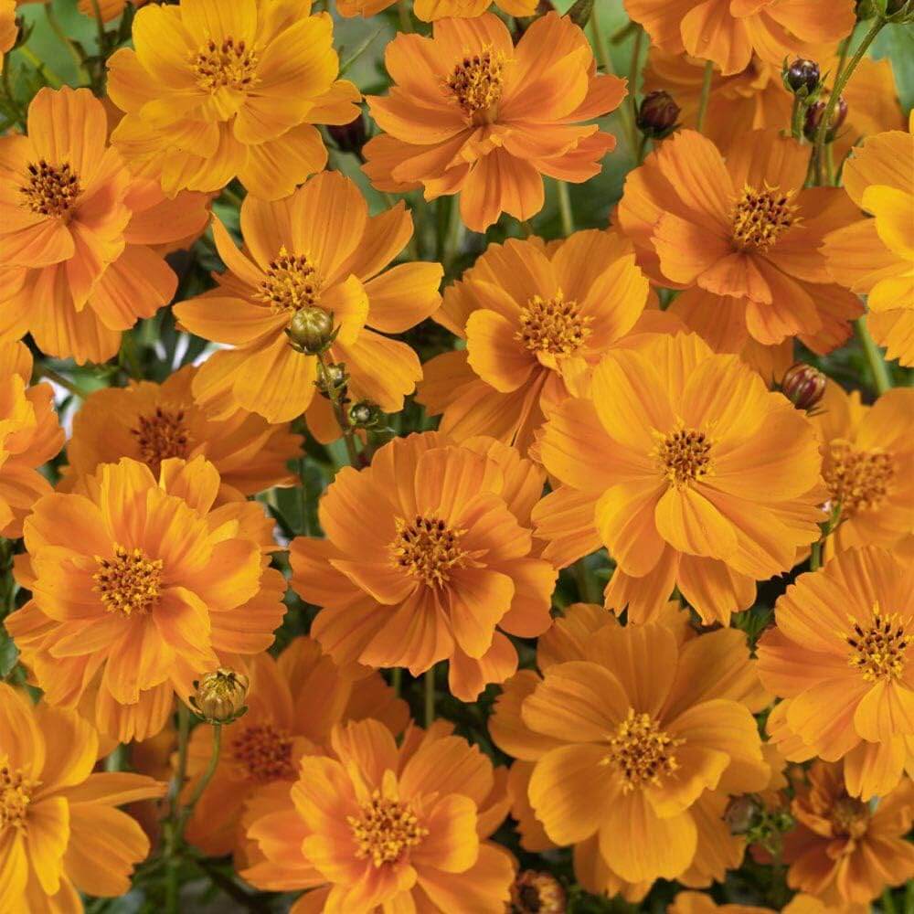 Cosmos sulphureus seeds - Flower Plant